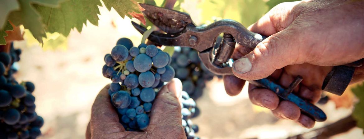 plantamura_lastoria_vini-1.jpg