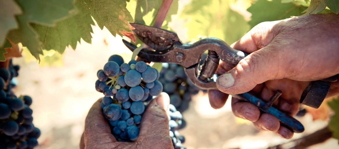 plantamura_lastoria_vini.jpg